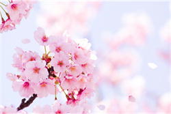 SAKURA2